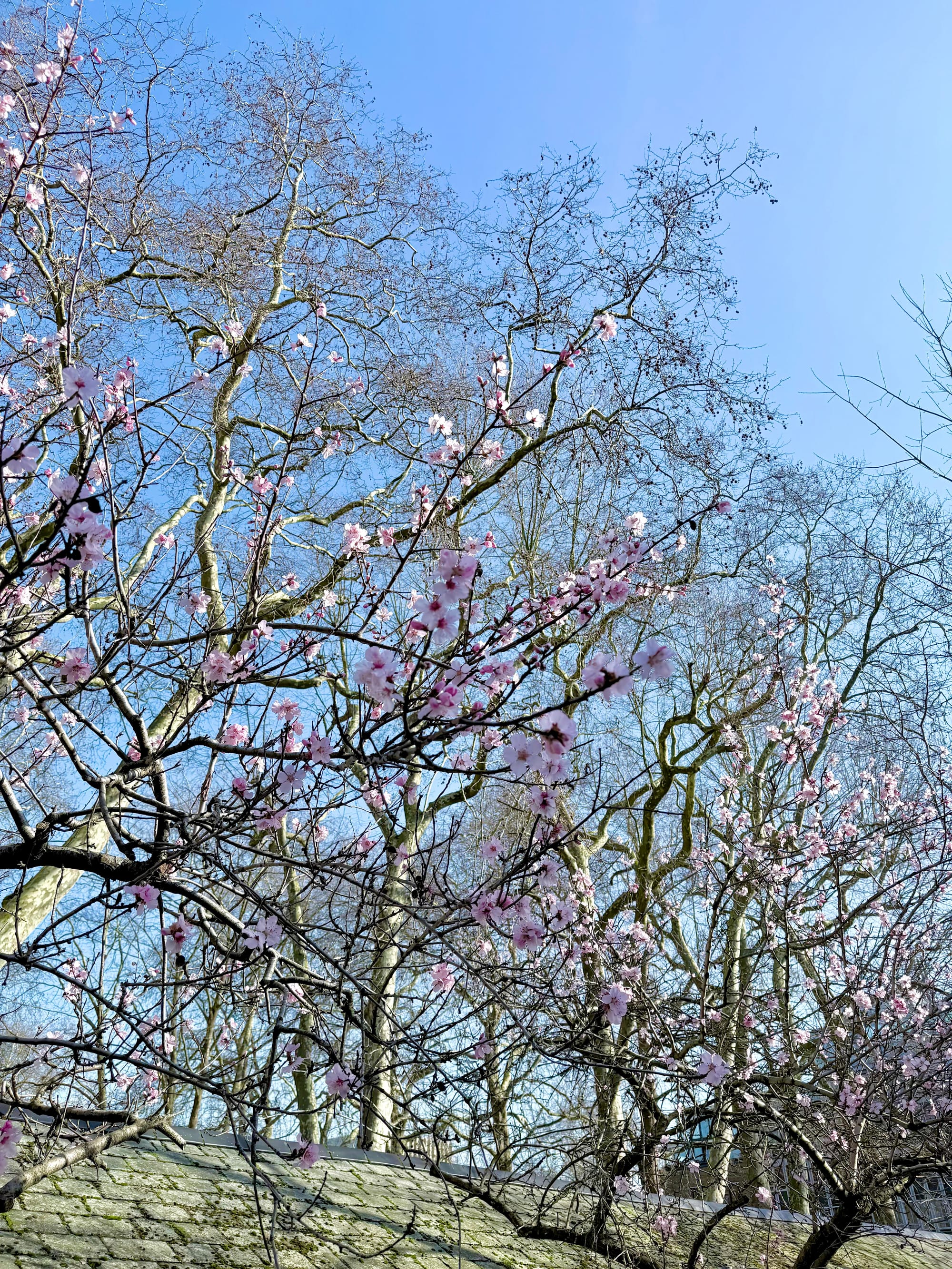 Bloomsbury, London