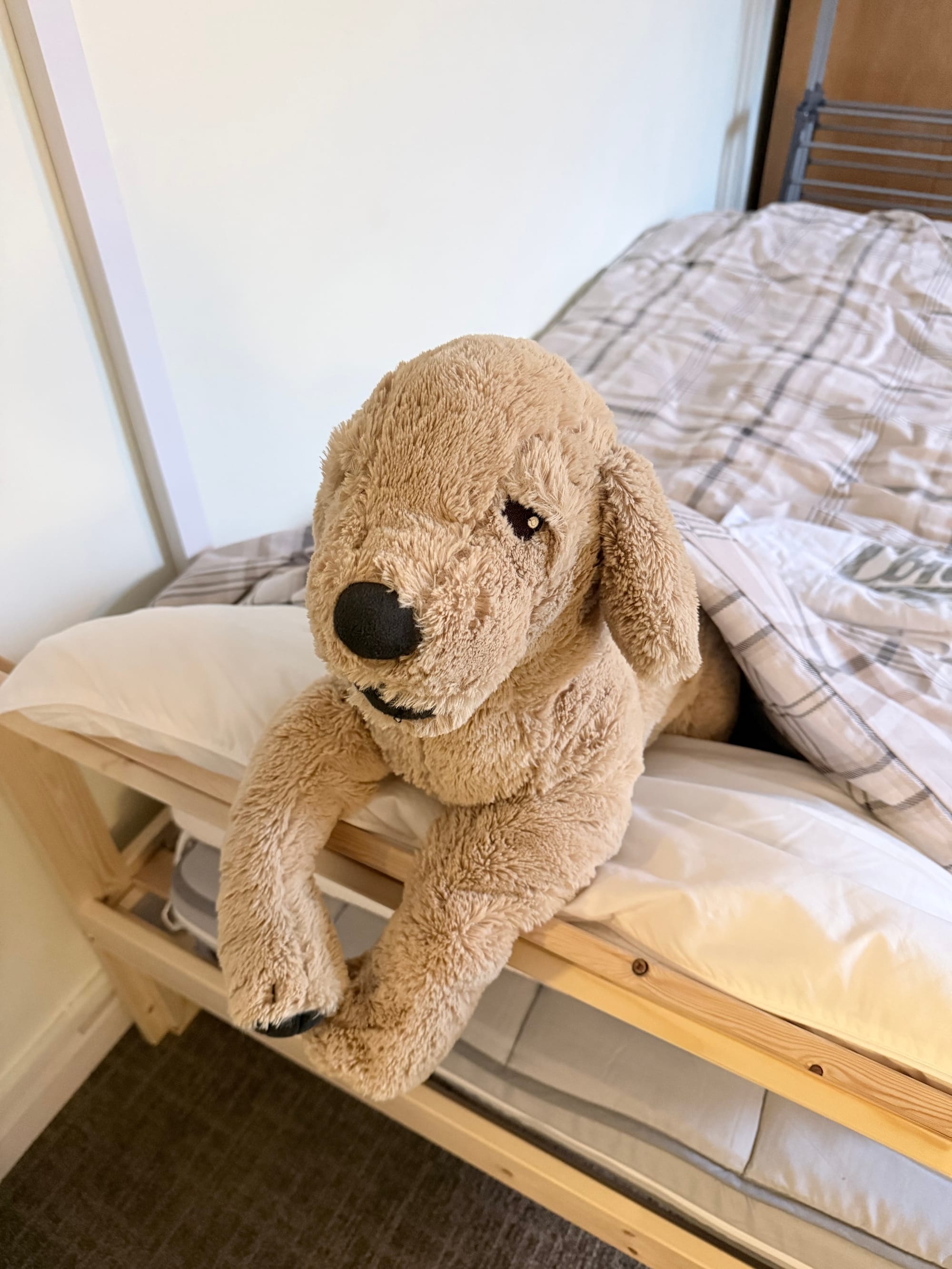 거실 침대를 지키는 IKEA 출신 강아지