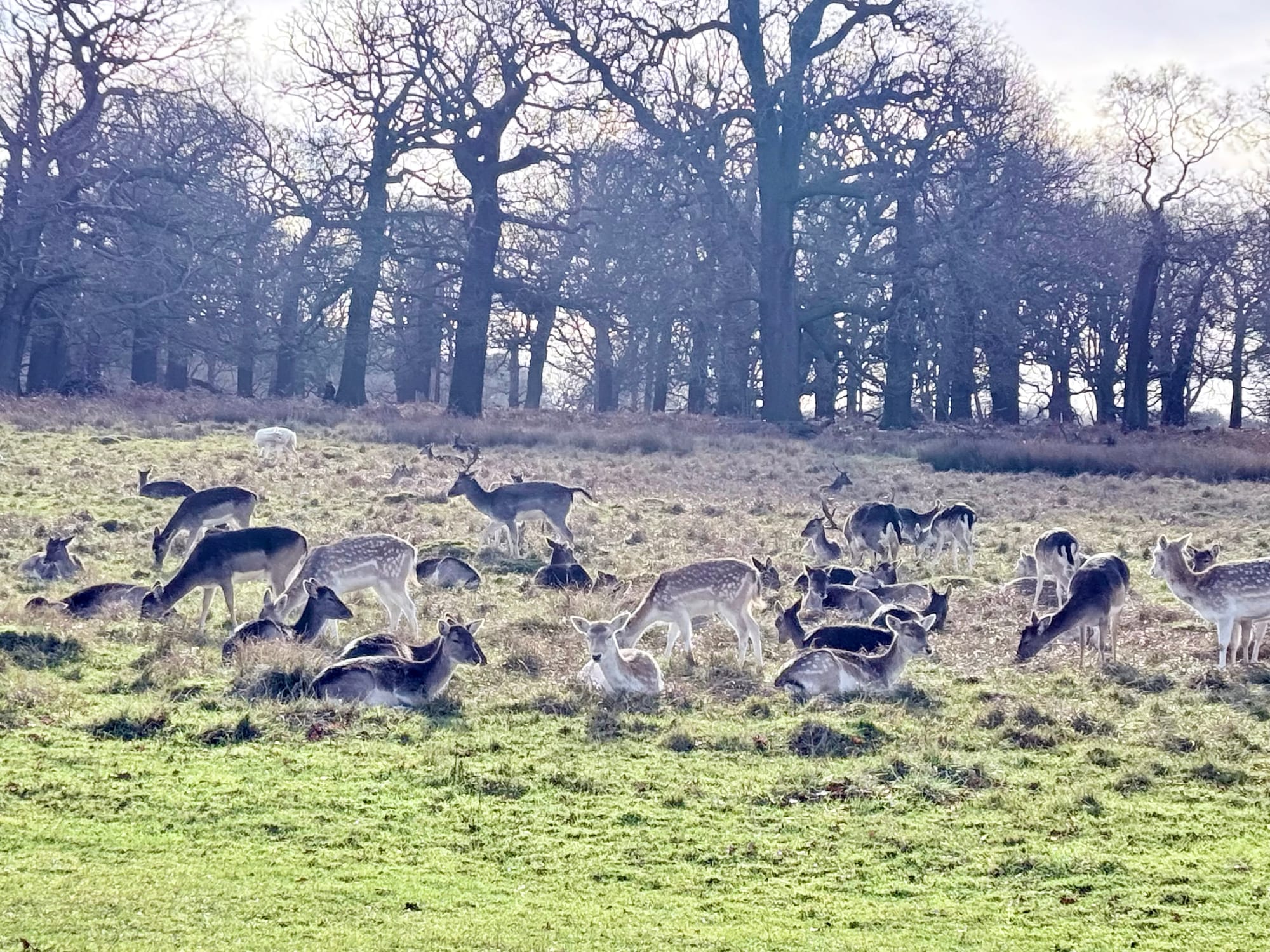 Richmond Park, London
