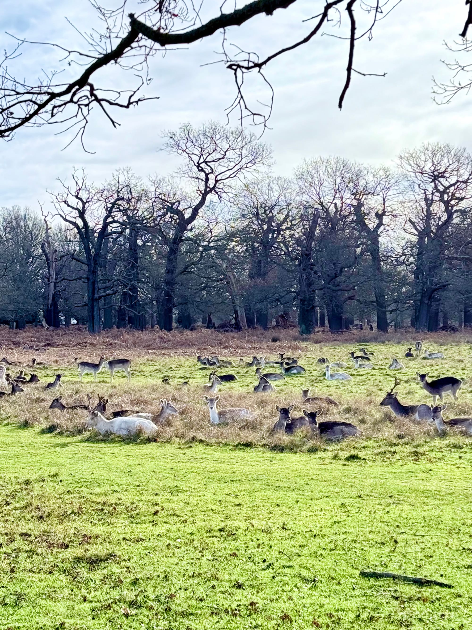 Richmond Park, London